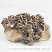 批发供应贵州山野特产特级灰树菇