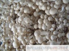 供应鲜真姬菇