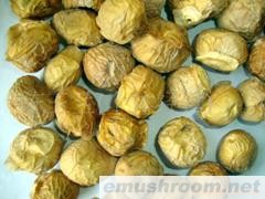 供应天然竹荪蛋