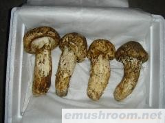 供应鲜品松茸