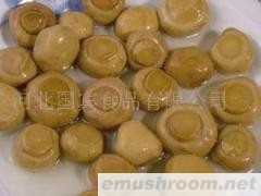 食用菌