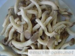 供应速冻姬菇