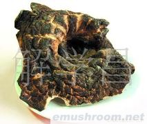 供应云南特级野生菌黑虎掌