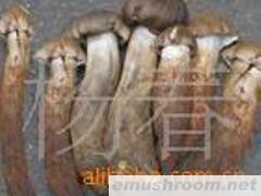 供应美味牛肝菌 云南土特产