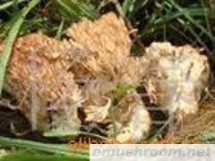 供应野生牛肝菌