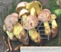 供应野生菌食用菌