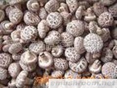 供应新鲜花菇批发