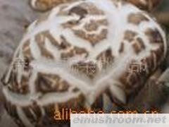 供应大量花菇出售