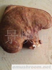 供应灵芝，孢子粉，切片。(图)