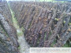 供应椴木黑木耳