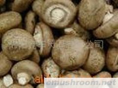 供应通江香菇