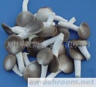 供应袖珍菇(图)