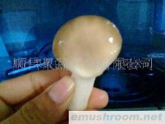 供应秀珍菇(图)