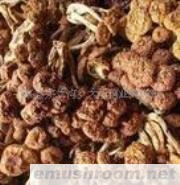 供应滑子菇干品