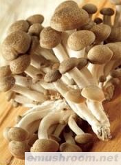 供应真姬菇