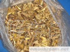 供应云南特级黄牛肝菌