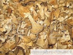 供应云南特级姬菇