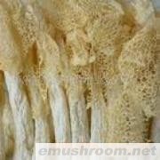 供应优质竹荪(图)