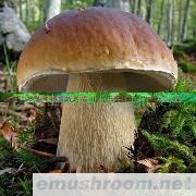 批发供应食品 云南特产 野生菌 黄牛肝菌