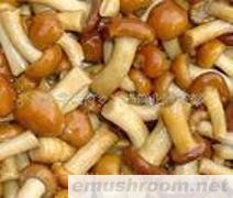 供应盐渍滑子菇