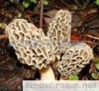 供应羊肚蘑