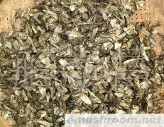 供应云南青头菌