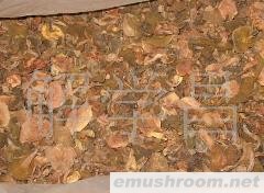 供应云南乳牛肝菌