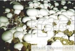 供应双孢菇草菇