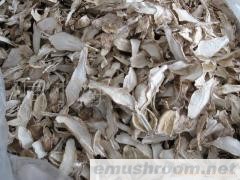 供应鸡腿菇，Manbetx体育手机版V17版本发布.官网安卓网.香港，农副产品，特产