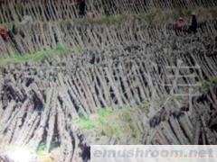 供应黑龙江木耳