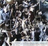 供应黑木耳  野生椴木黑木耳