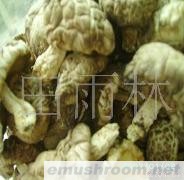 供应花菇  野生椴木白花菇（厚）