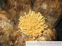 供应新鲜金针菇