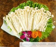 供应新鲜白菇，金针菇