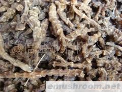 供应；野山菌  地参 农副土特产品