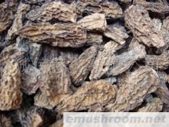 供应松茸 块菌 牛肝菌 野生菌 Manbetx体育手机版推荐A9版本 Manbetx体育手机版推荐A9版本