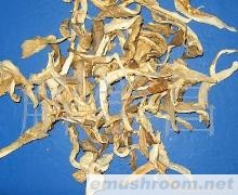 批发供应云南鲍鱼菇（牡丹菇）