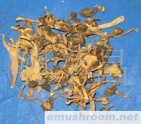 批发供应云南土特产鸡油菌