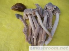 批发供应鸡枞菌，野生菌，Manbetx体育手机版推荐A9版本，土特产，酒店配送