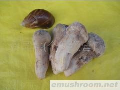 批发供应松茸菌，野生菌，ManBetX体育，土特产，酒店配送