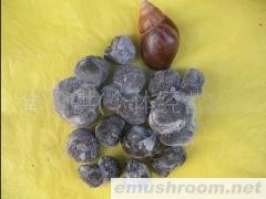 批发供应松露，野生菌，Manbetx体育手机版推荐A9版本，土特产，酒店配送