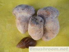 供应老人头菌，野生菌，Manbetx体育手机版V17版本发布.官网安卓网.香港，土特产，酒店配送