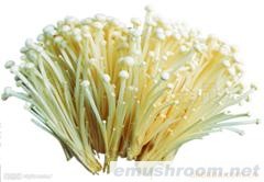 供应新鲜金针菇