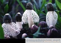 供应优质竹荪(图)