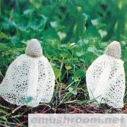 供应优质竹荪(图)