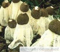 供应优质竹荪(图)