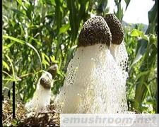 供应优质竹荪(图)