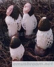 供应优质竹荪(图)