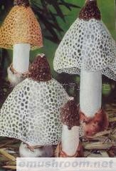 供应优质竹荪(图)