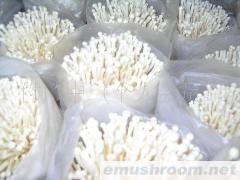 供应新鲜金针菇